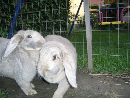 Kolombusz  és  Bodzavirág